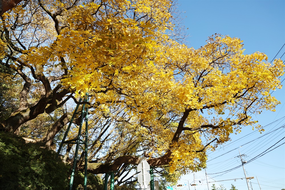  천연기념물로 지정된 창원 신방리 음나무.