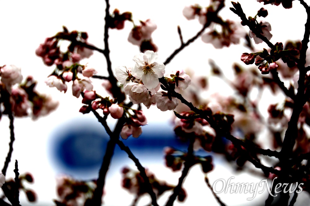 3월 18일 창원대로 벚꽃.