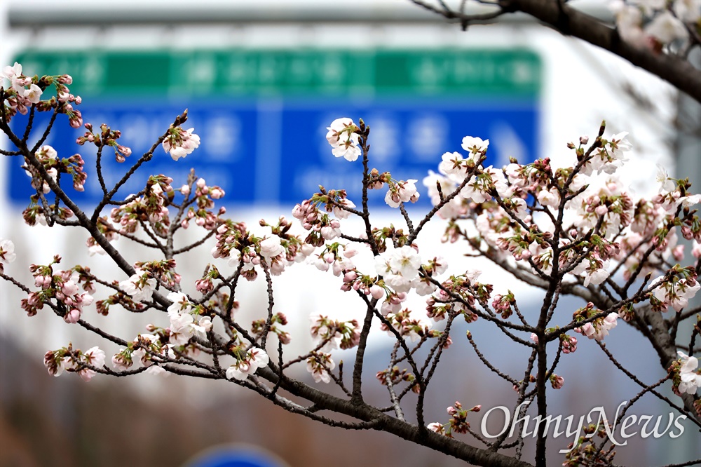  3월 18일 창원대로 벚꽃.