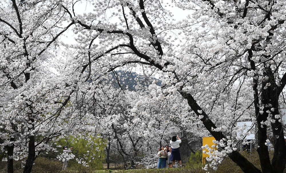  7일 거창 덕천서원의 벚꽃.