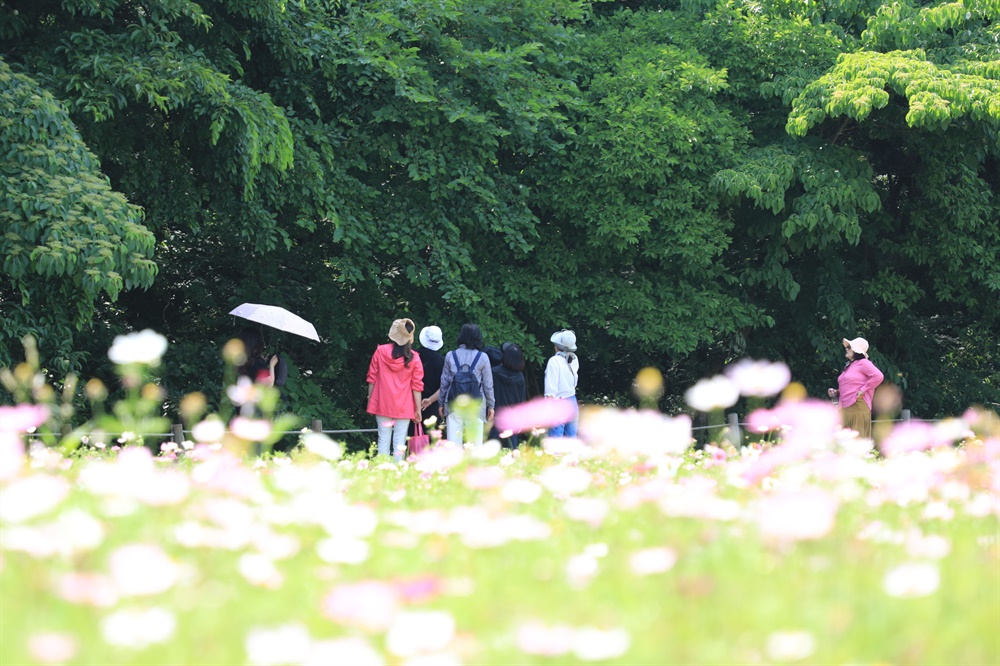  함양 상림공원 만개한 꽃