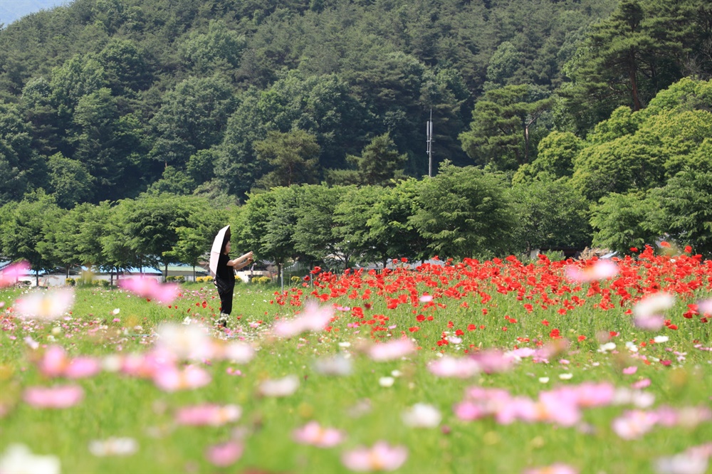  함양 상림공원 만개한 꽃