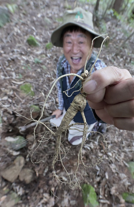  산양삼 캐기.