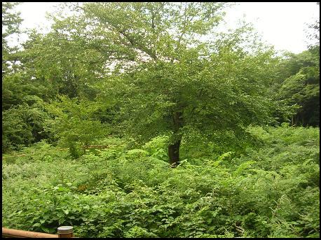 수악교 인근에 있는 왕벚나무 자생지
