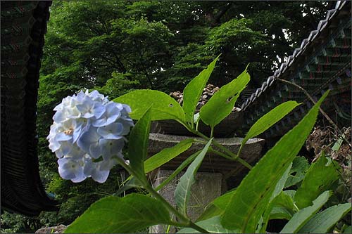  산왕각 앞에 피어있는 수국