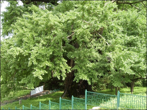 수령 1300년의 은행나무