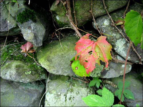 담쟁이 덩굴을 벌써 가을로 붉어졌습니다. 붉은 잎조차 돌담과 잘 어울려 있습니다. 
