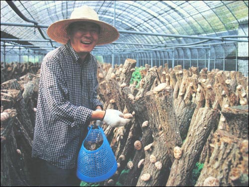 17년째 표고버섯만을 재배하고 있는 안정균씨가 자신의 재배사에서 표고버섯을 따며 환하게 웃고 있다.