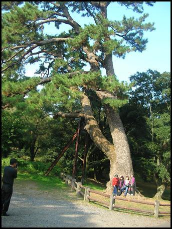 산천단에는 전국에서 가장 늙은 곰솔 나무들이 있다.