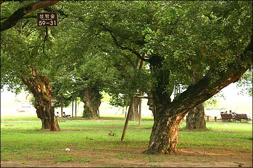 수령 300-500년에 이르는 왕버들나무가 조성된 성밖숲은 성주사람들의 평온한 휴식처다