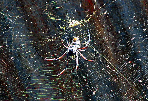 라노마파나에는 이렇게 생긴 거미가 많다.