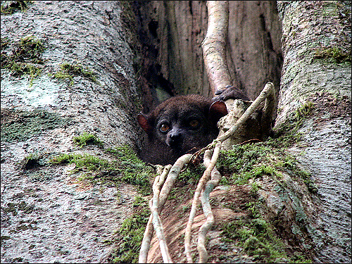 Small Teeth Sportive Lemur