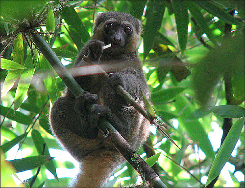 대나무를 먹고 있는 황금대나무여우원숭이