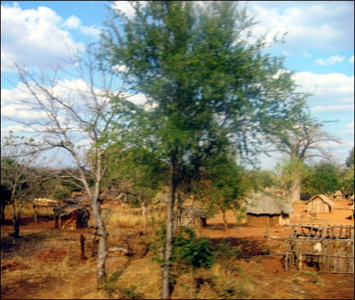 모잠비크 시골의 전통가옥인 다가의 모습(뒤에 큰 나무가 바오밥)