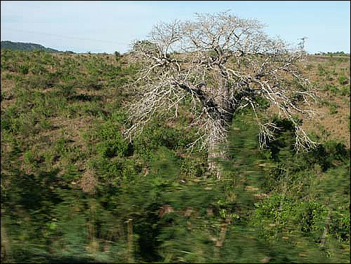 케냐의 몸바사에서 말린디로 가는 도로의 바오밥 나무