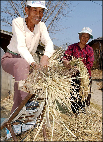  벼훑이를 이용해 탈곡을 하고 있는 노부부. 지금은 흔히 볼 수 없는 농촌 풍경이다.(2002년) 