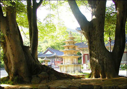 만수산 무량사는 오래 된 느티나무와 백제계 탑, 우아한 극락보전이 한 데 어우러져 고풍스런 풍경을 자아내는 고찰이다.