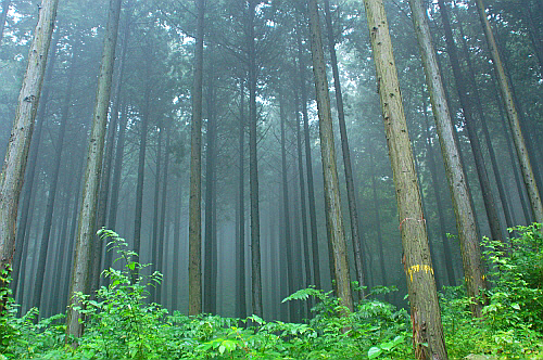 조림왕 임종국 선생이 50년전에 조림을 하여 조성한 축령산 편백나무 숲