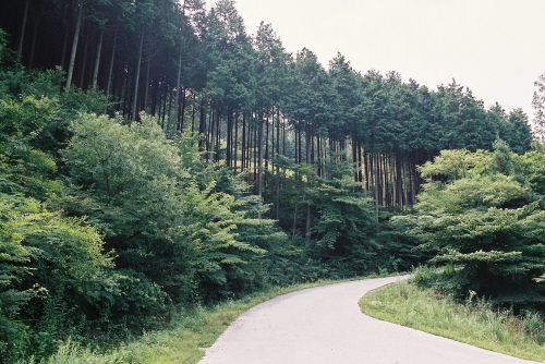 편백나무 숲 사이로 난 임도. 자동차의 통행을 금지하여 숲을 보호해야... 