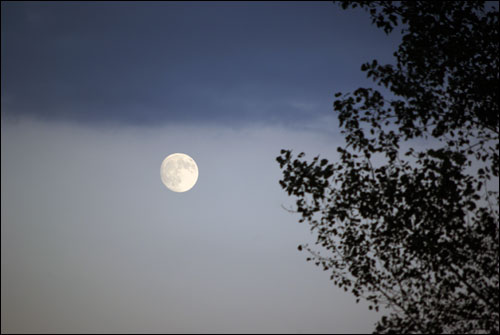 초저녁 동쪽 하늘에 모습을 드러낸 보름달. 버드나무 잎사귀 옆으로 달은 한층 가까워 보인다.