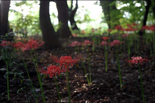 상림공원 숲속에 만개한 꽃무릇.