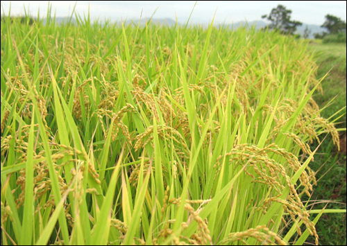 가을 들녘을 누렇게 물들이고 있는 벼. 이 벼는 쌀이 되고, 그 쌀은 힘의 근원입니다.