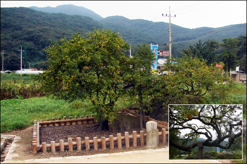 천연기념물  제79호이다. 탱자나무가 자랄 수 있는 가장 북쪽 한계선인 강화도에 자리하고 있어 천연기념물로 지정하여 보호하고 있다.