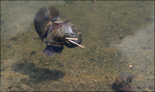 왕우렁이는 물속 여기저기서 짝짓기에 열중이다. 