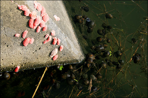 강가의 수중보에는 왕우렁이 분홍빛 알이 꽃인 듯 피었다. 