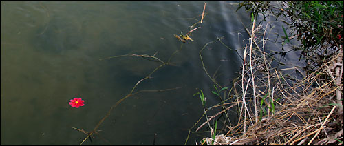 푸른 황룡강에 코스모스 꽃송이 하나 강물을 따라 한가롭게 흘러간다. 
