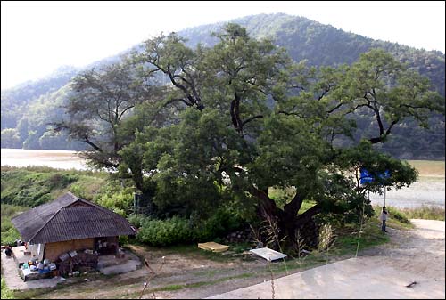 500년된 느티나무와 삼강주막