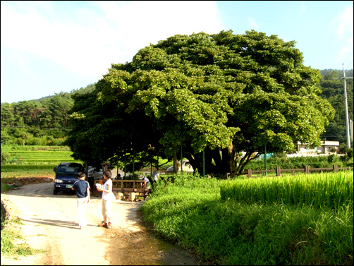 마을분들이 와서 쉬었다 가고
오수를 즐기기에 더 없이 좋은 가지 넓은 왕후박나무