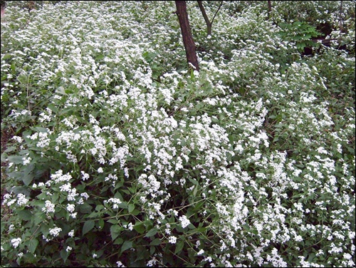 흐드러진 하얀꽃밭