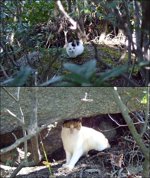 숲속의 새끼고양이와 바위 밑에 숨은 고양이
