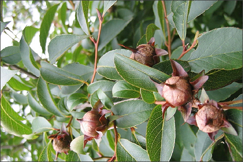 노각나무 열매.