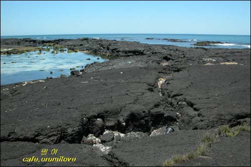 선흘곶을 이룬 파호이호이(빌레)용암류가 굳어서 이루어진 땅