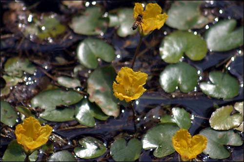 노랑 어리연꽃이 만개한 연못.