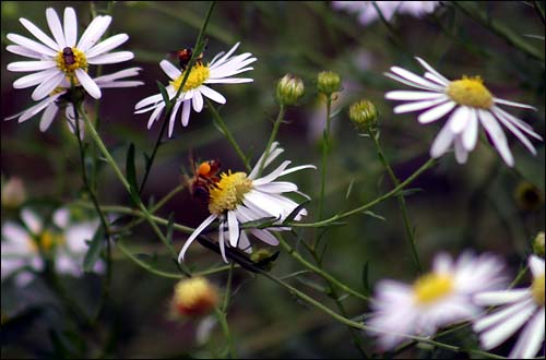 구절초에 앉아 열심히 꿀을 모으는 벌들.