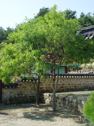 서원 마당에 세워진 회화나무