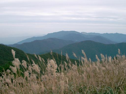 억새풀 가지산 정상 아래, 억새풀들이 바람에 나부낀다.