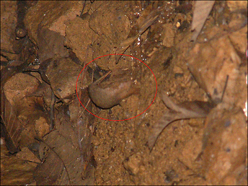 충남 홍성군 광천읍 폐광 갱도 아래에 희생자의 유해로 추정되는 물체가 드러나 있다.( 붉은 원안)  이밖에도 여러 점의 추정 유해와 철사줄이 눈에 띠었다. 