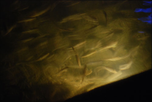 청계천에 서식하는 물고기, 버들치로 보인다
