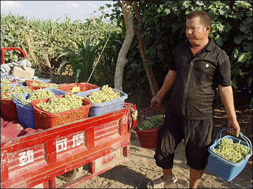 갓 딴 포도를 운반하는 아만샤의 위구르 중년인. 아만샤에서 포도 재배와 수확은 철저한 공동 작업에 의해 이뤄진다.