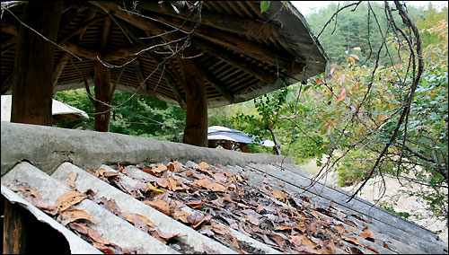 슬레이트 지붕에는 벌레 먹은 나뭇잎이 수북이 쌓여있다. 