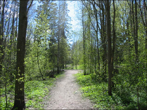 핀란드 숲에 난 오솔길.