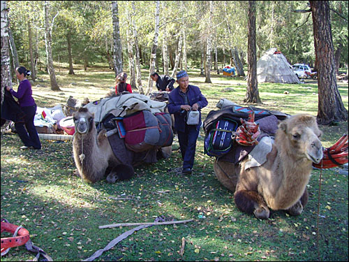 낙타는 사막에만 있는 것이 아니다. 카자흐족에게 낙타는 목초지를 찾아 이동하는데 중요한 교통수단이다.