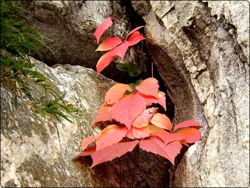 바위틈에서 곱게 물든 나뭇잎의 속삭임을 들어보세요