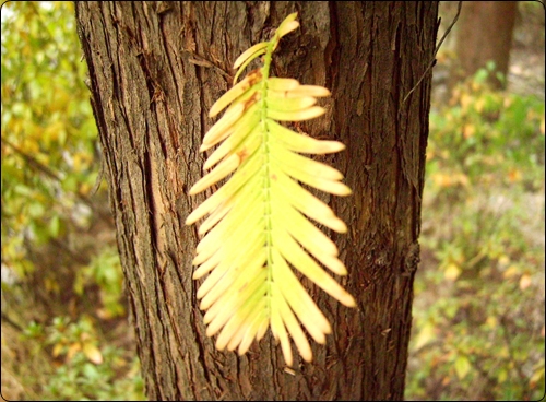 메타세콰이어 굵은  나무줄기에 홀로 피어나 
봄과 여름을 난 잎새 하나도 노란빛으로 곱게 물들었다