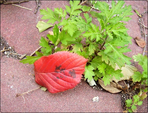 보도블럭 사이의 파란 쑥 잎 위에  떨어진 빨간 낙엽