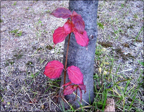 큰 나무줄기 밑의 작은 나뭇가지와 빨간 단풍잎